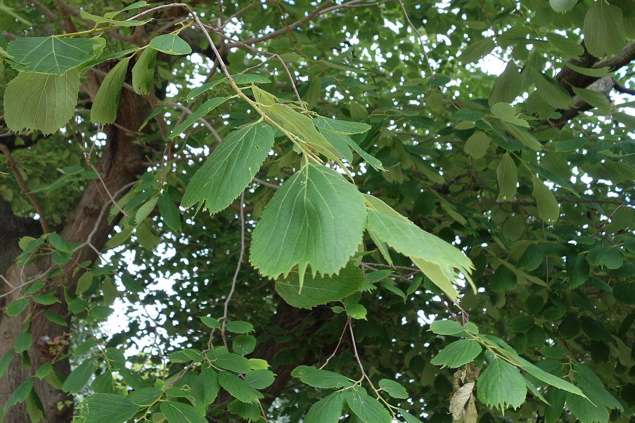 Korean hackberry