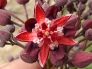 Theobroma glaucum