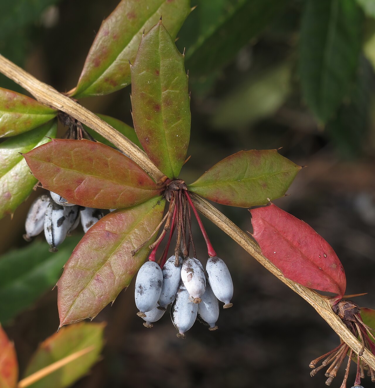 Berberis julianae