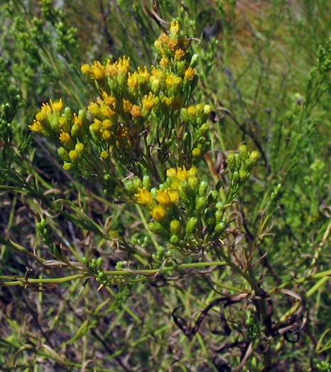 Euthamia occidentalis