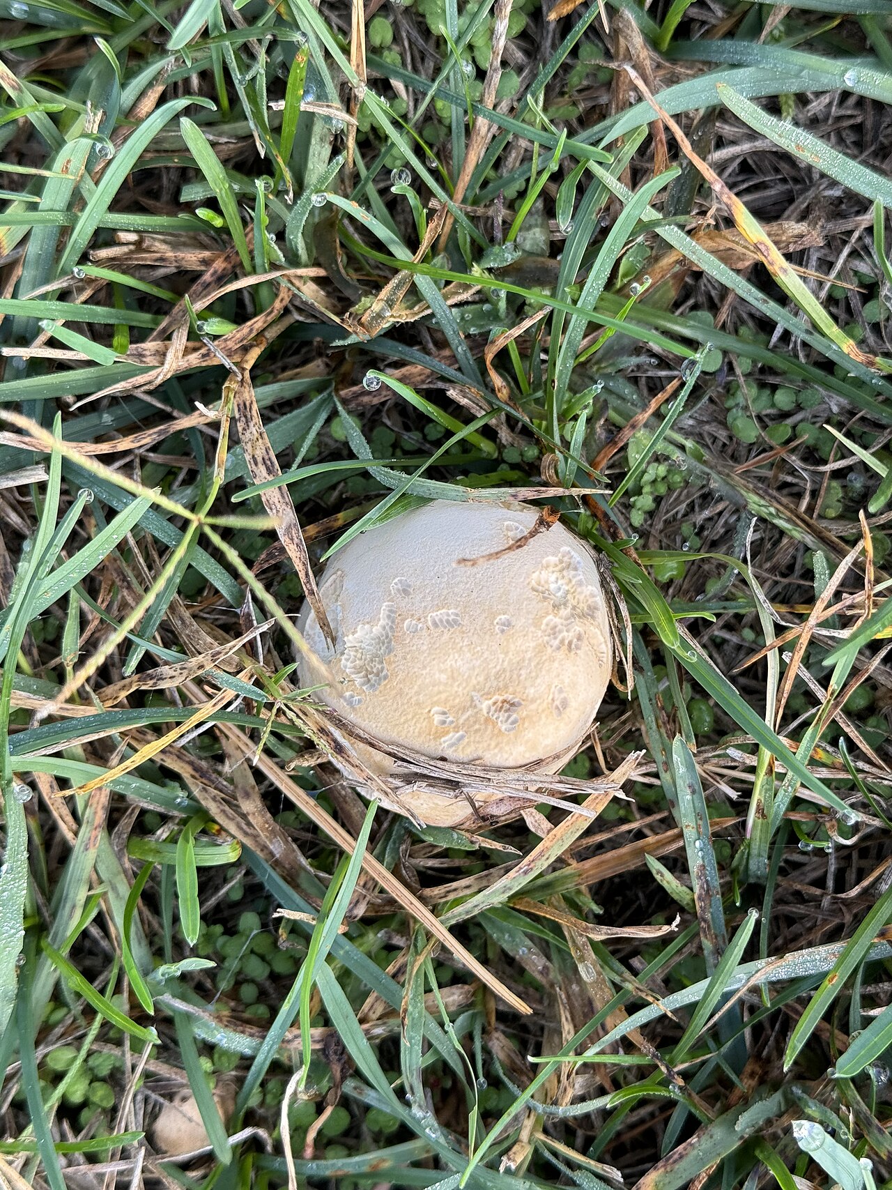 Tumbling puffball