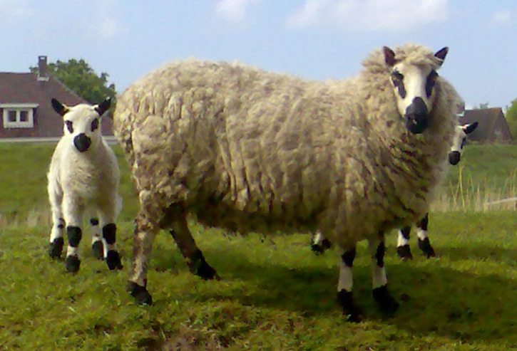 Kerry Hill
