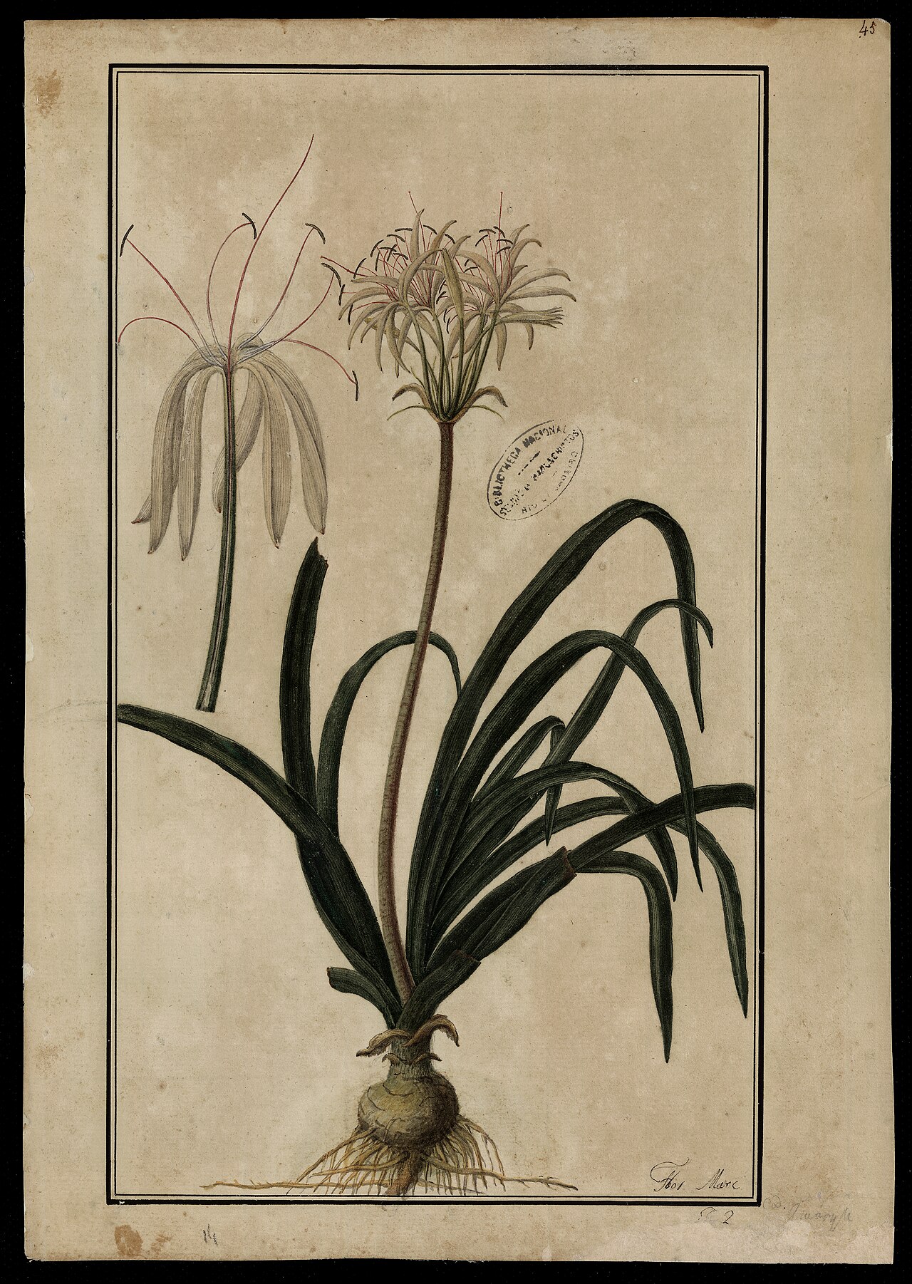 Couepia paraensis
