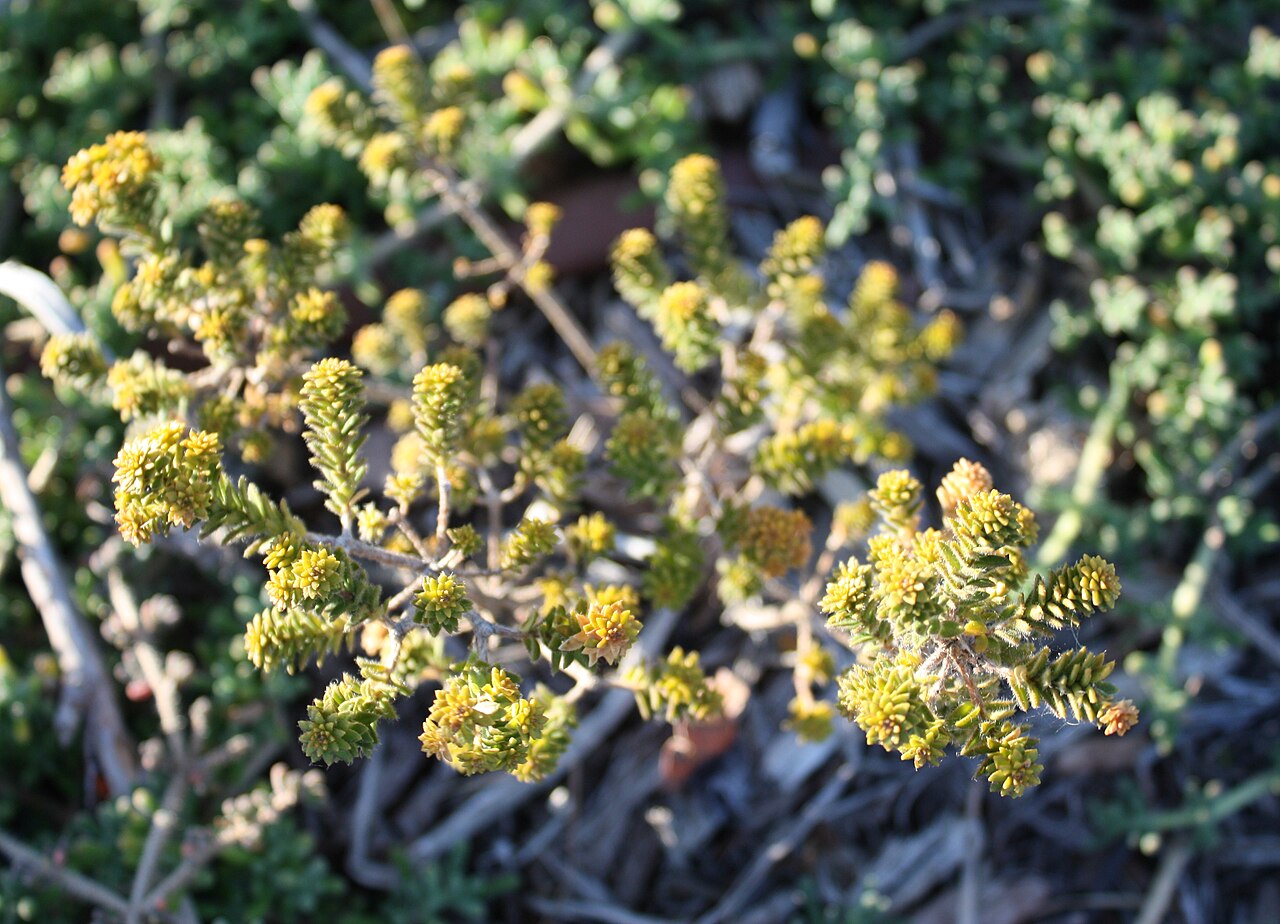Agathosma ciliaris