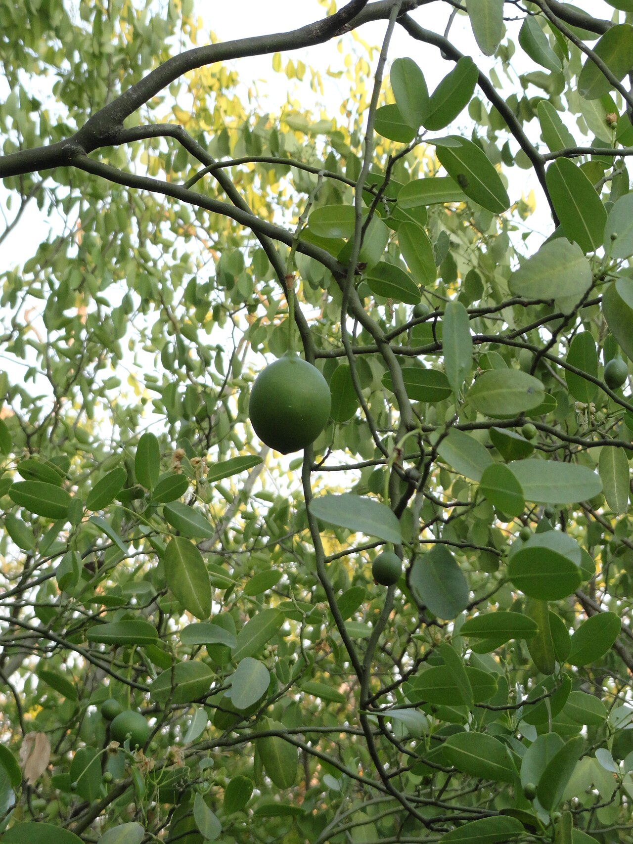Anisocapparis speciosa