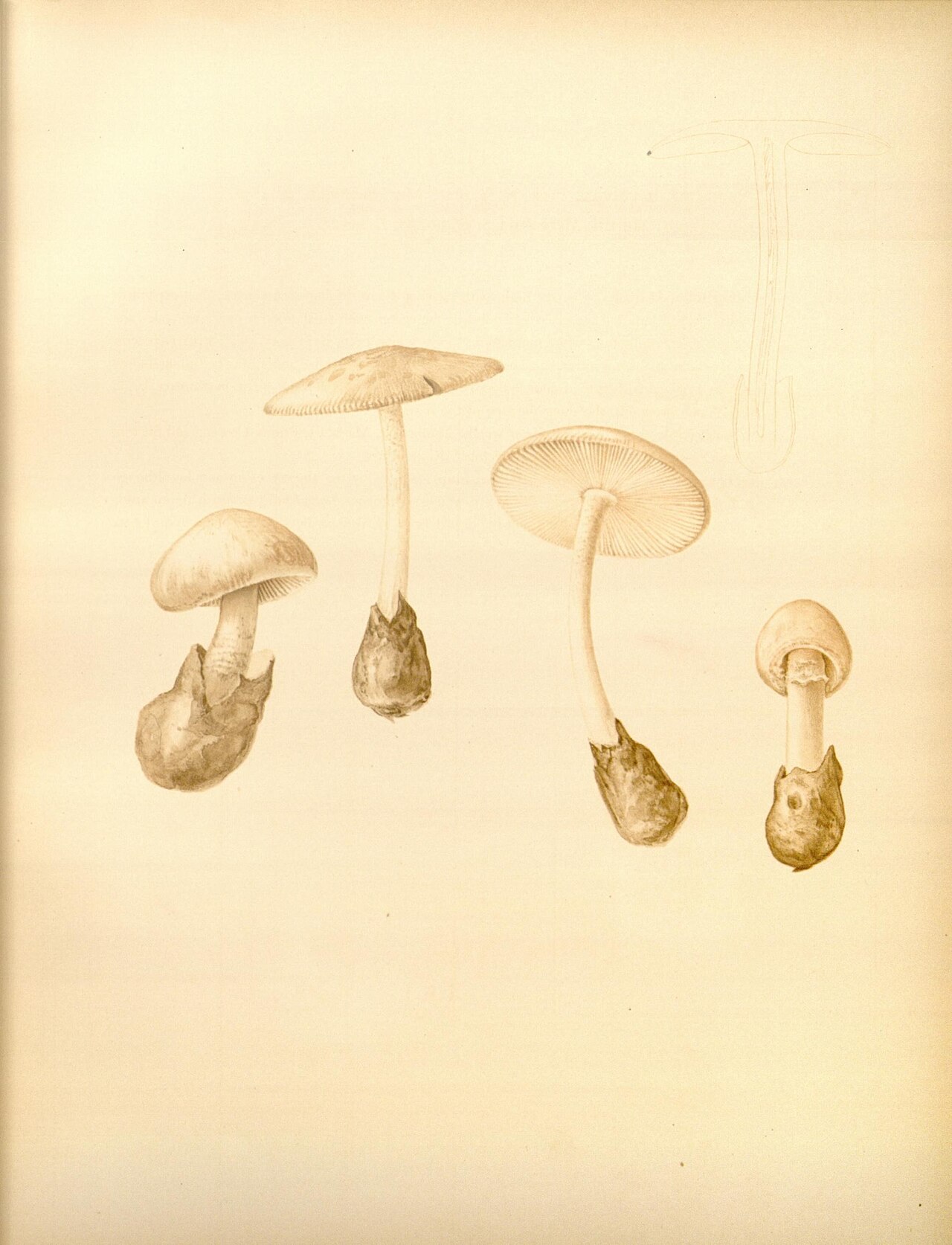 Volvate amanita is an inedible white-col