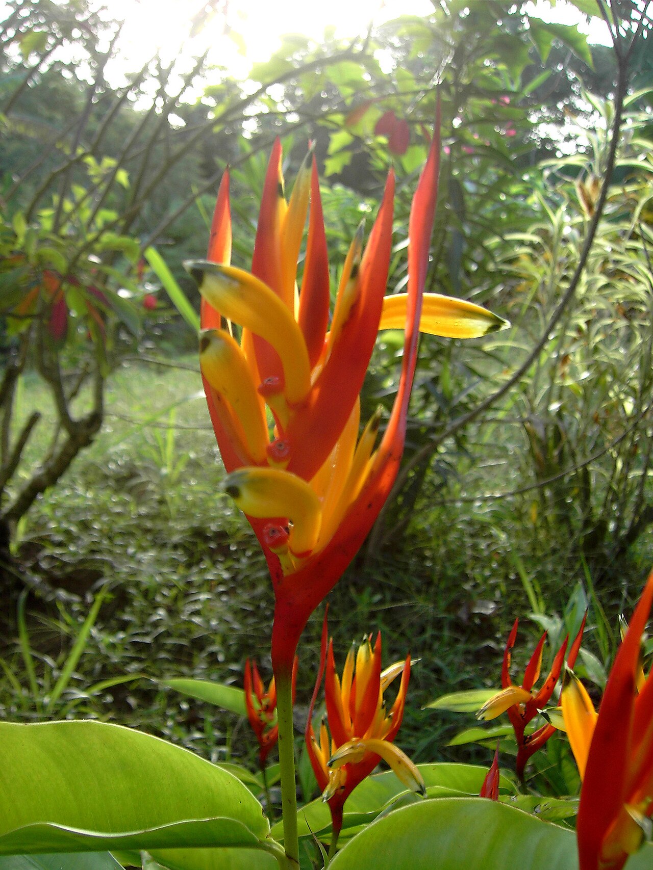 Heliconia psittacorum webus