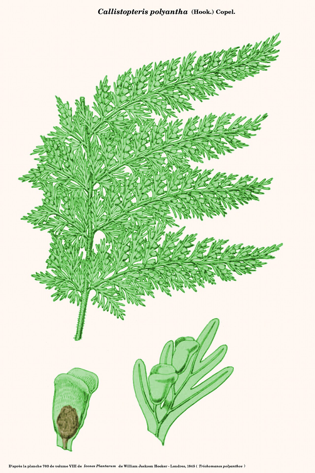 Callistopteris polyantha