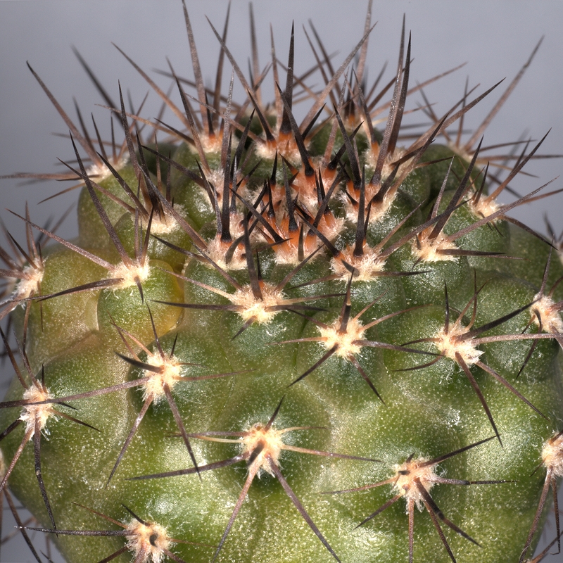 Eriosyce bulbocalyx