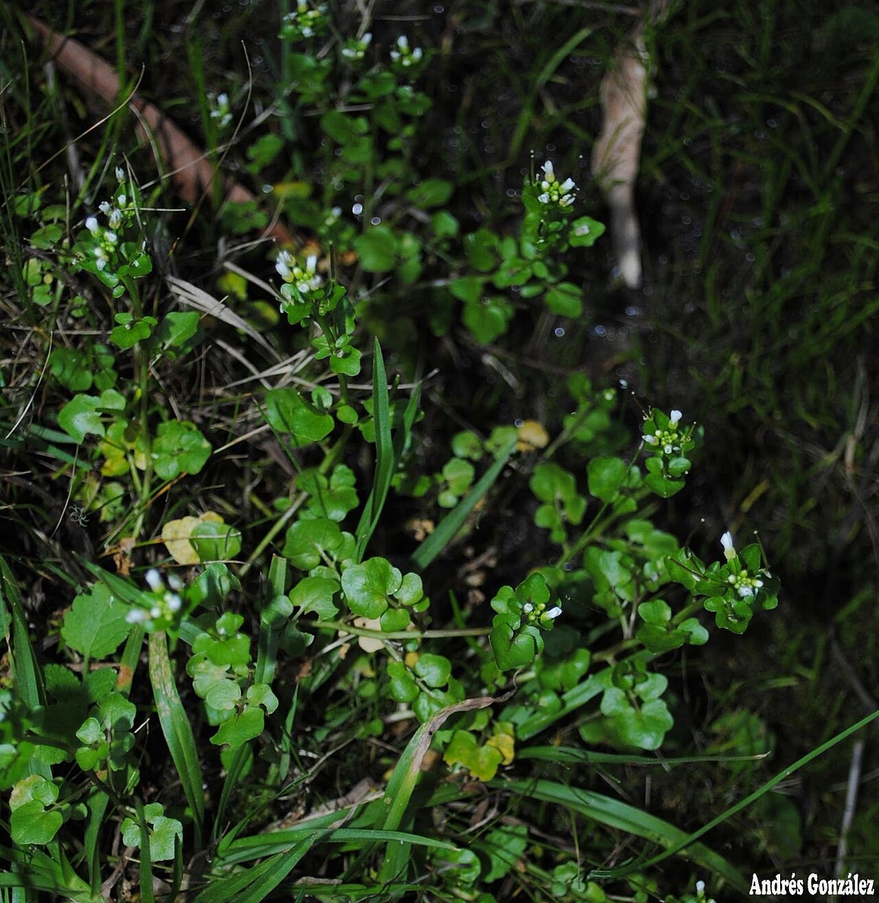 Cardamine bonariensis