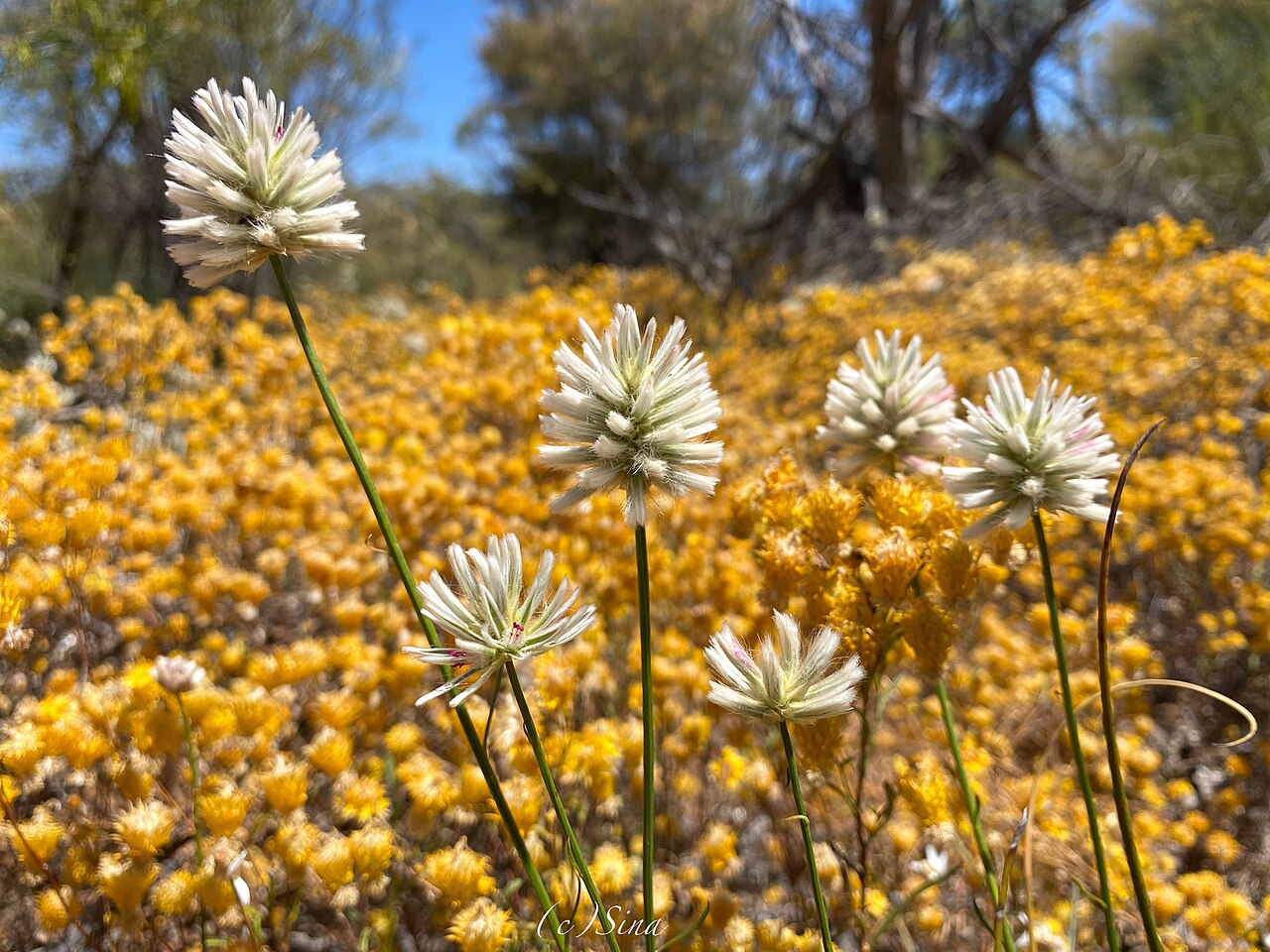 Ptilotus benlii