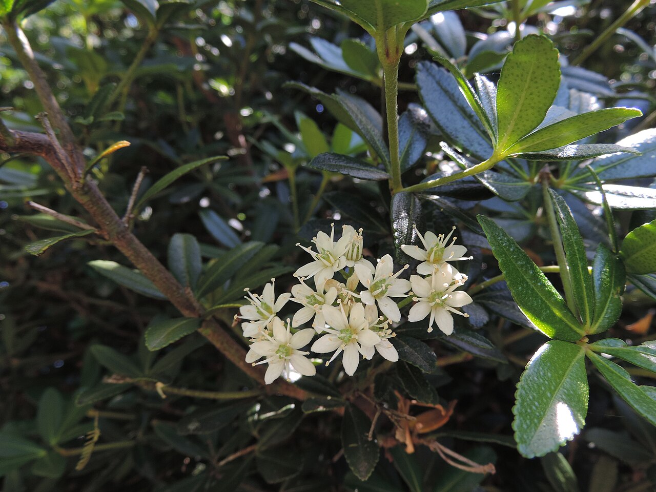 Acradenia frankliniae
