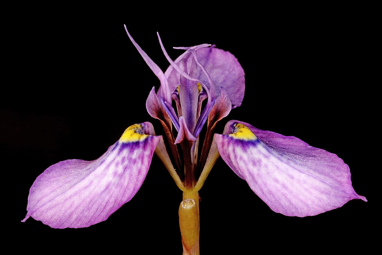 Moraea algoensis