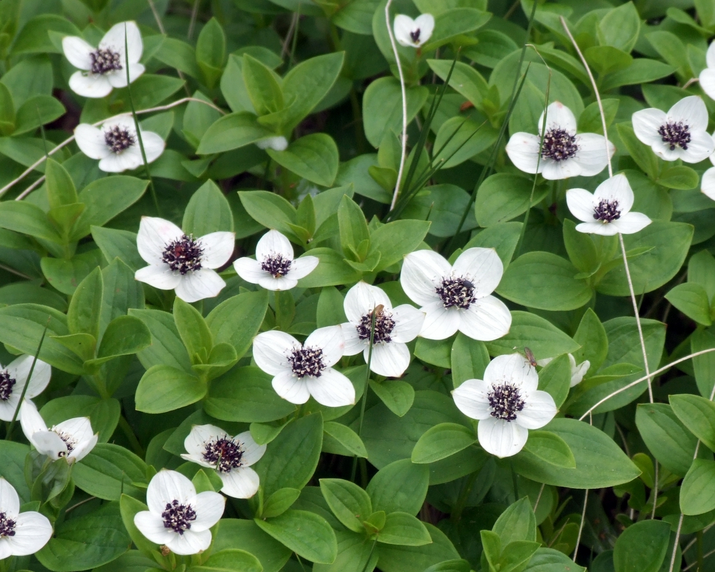 Cornus suecica