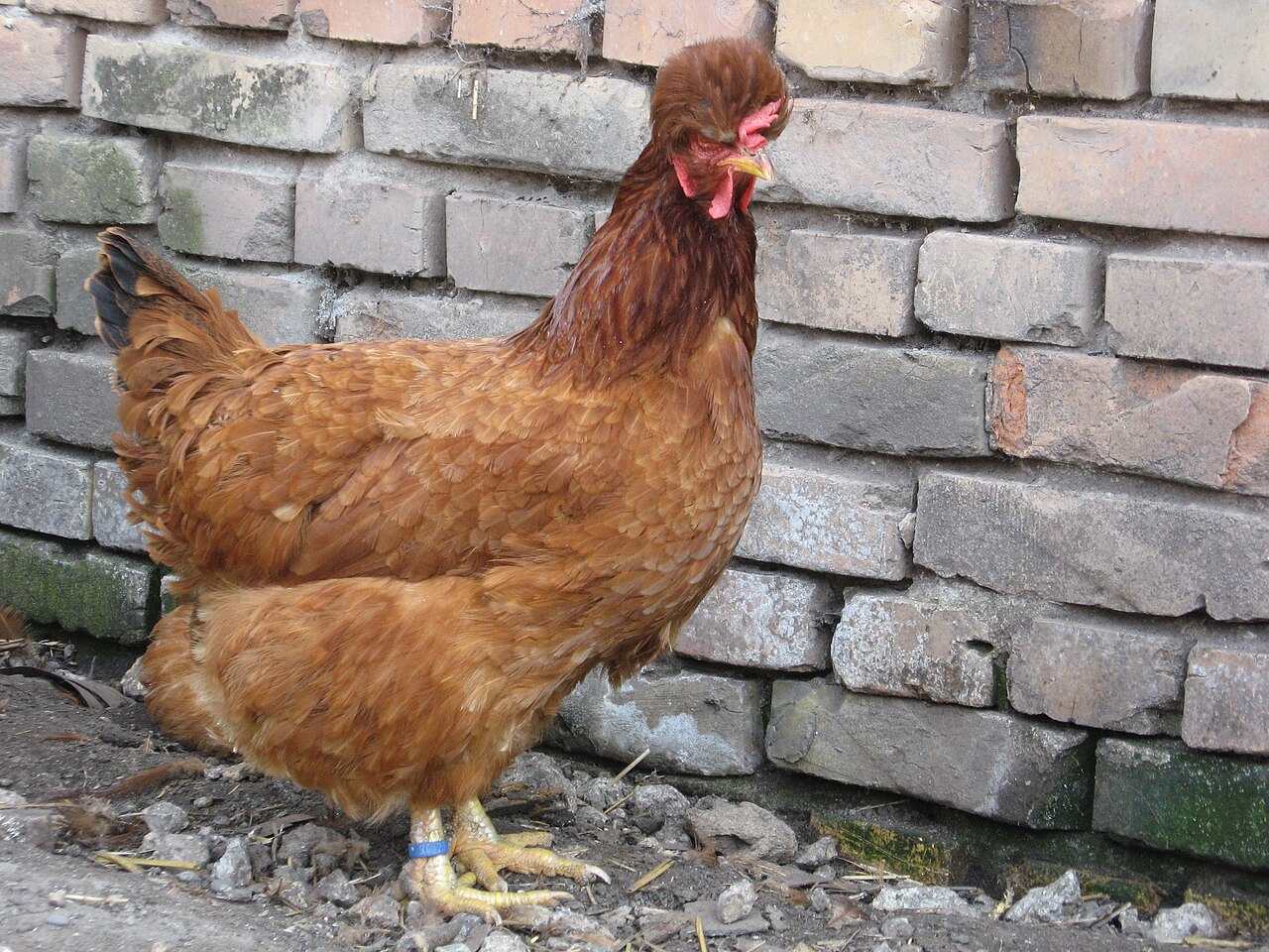 Sombor Crested