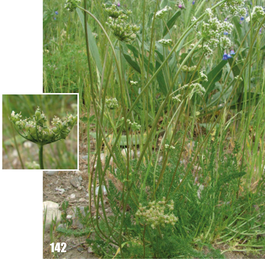 Schtschurowskia meifolia