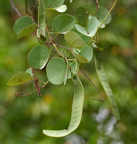 Bidi leaf tree