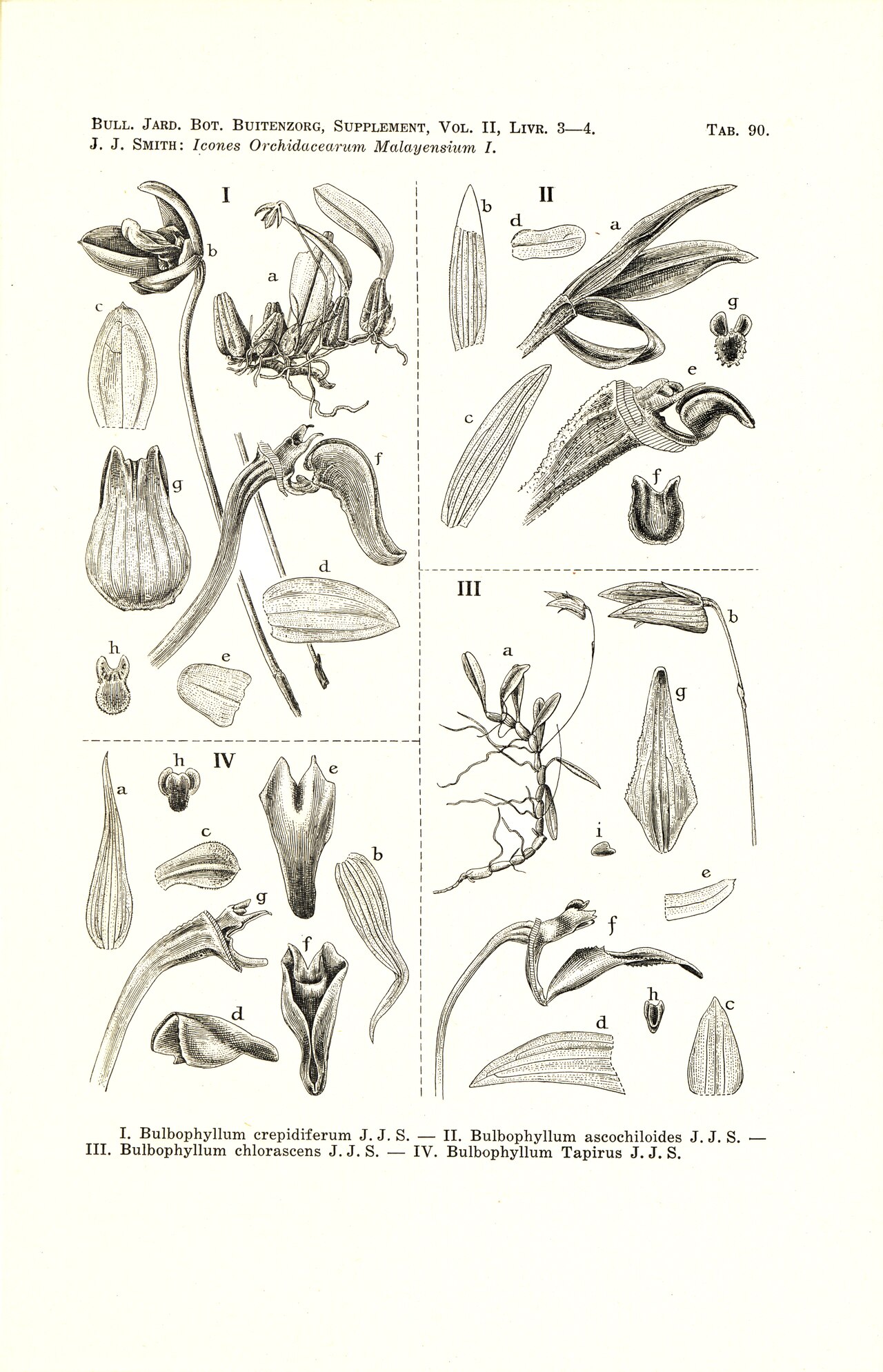 Bulbophyllum chlorascens
