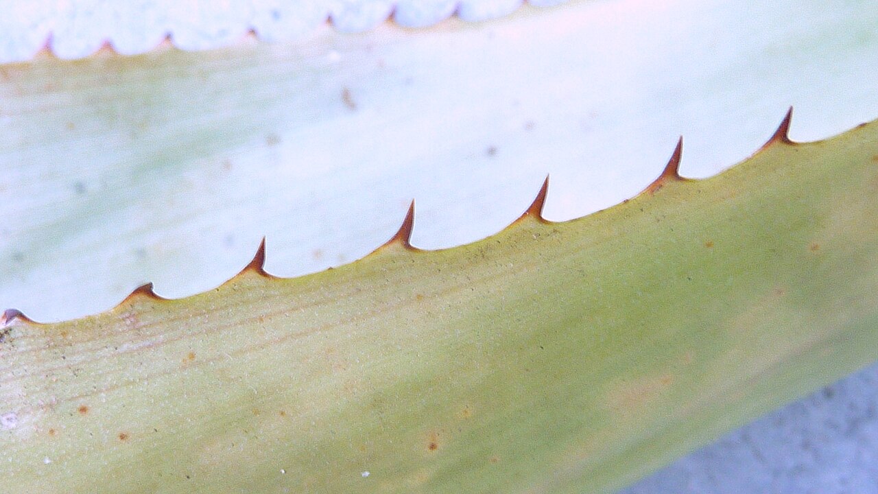 Aechmea marauensis