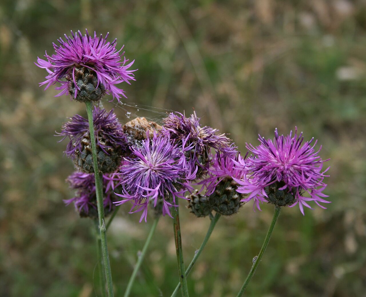 Centaurea apiculata