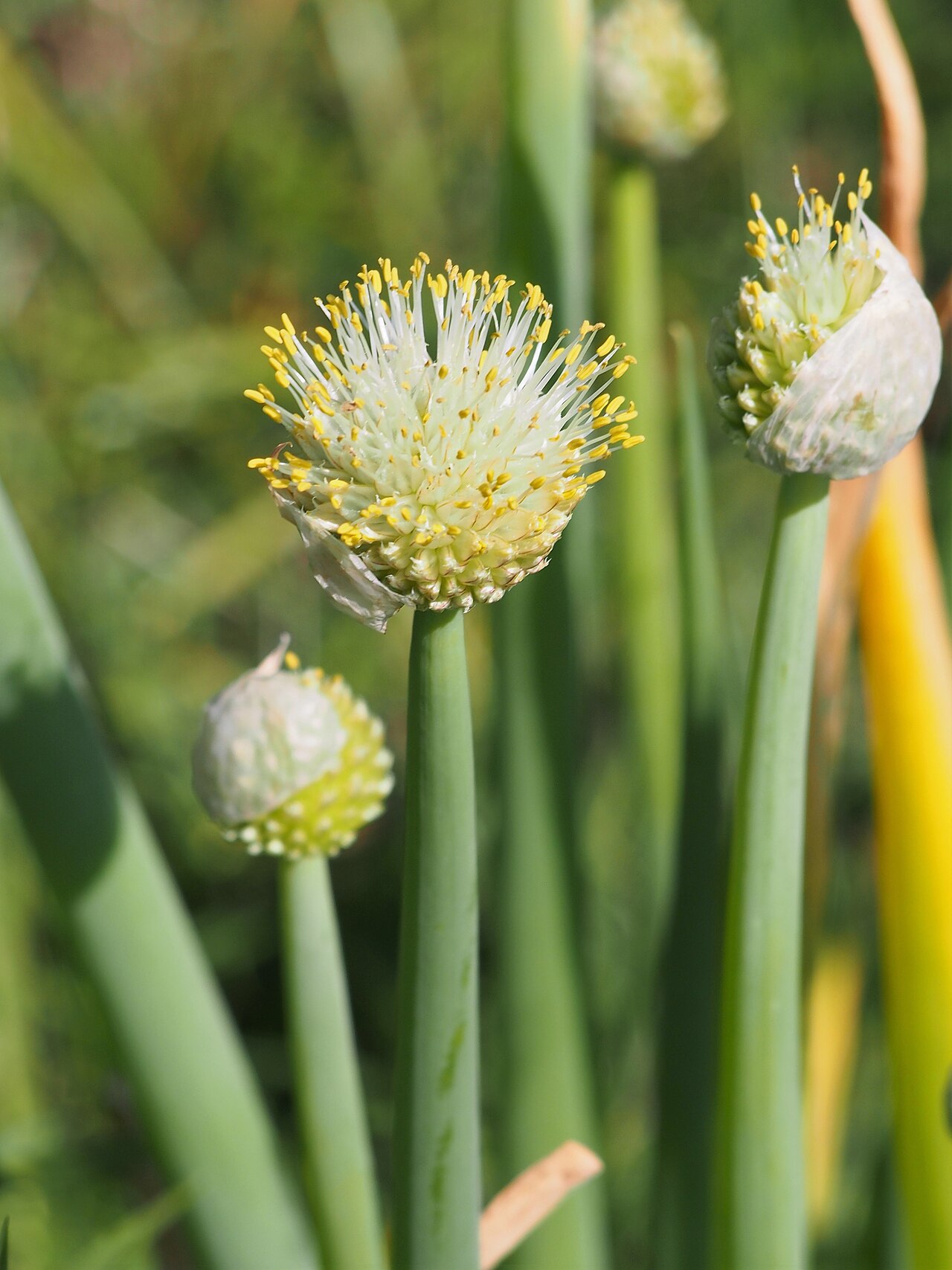 Allium altaicum