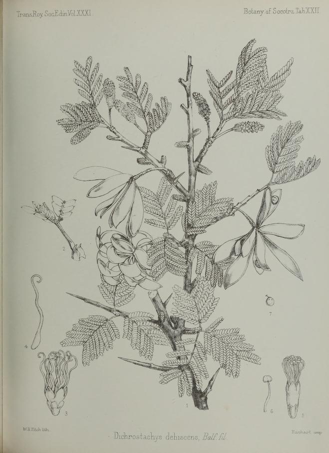Dichrostachys dehiscens