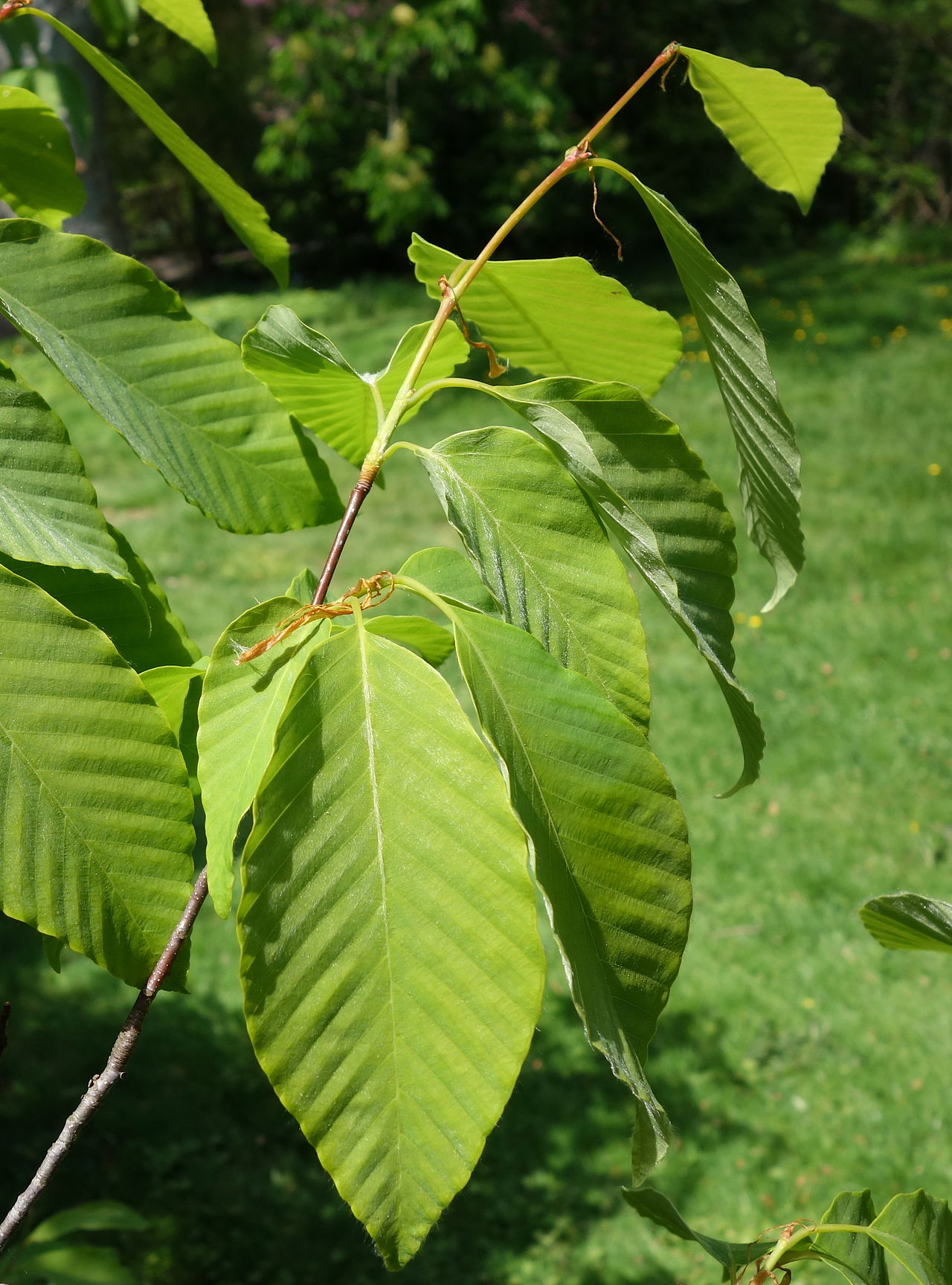 Fagus engleriana