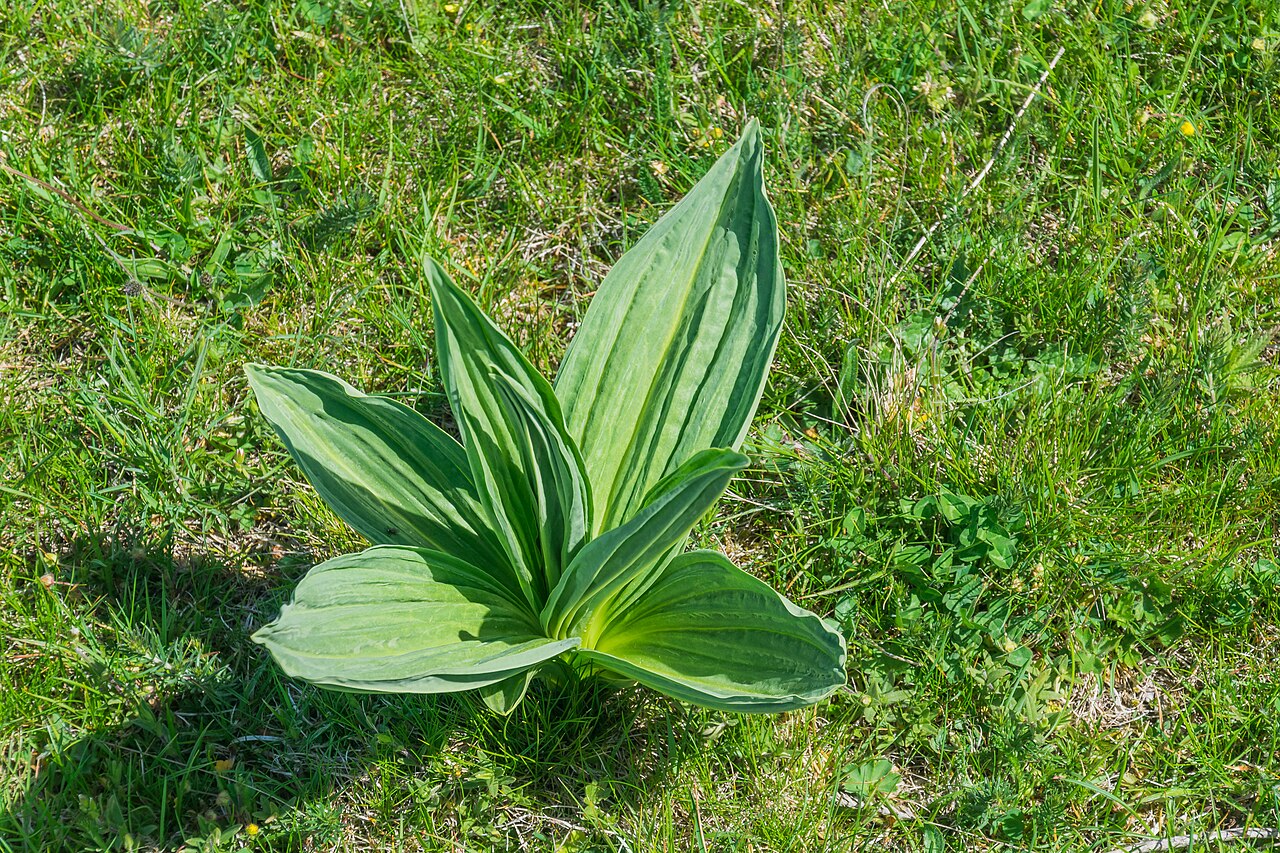 Gentiana lutea