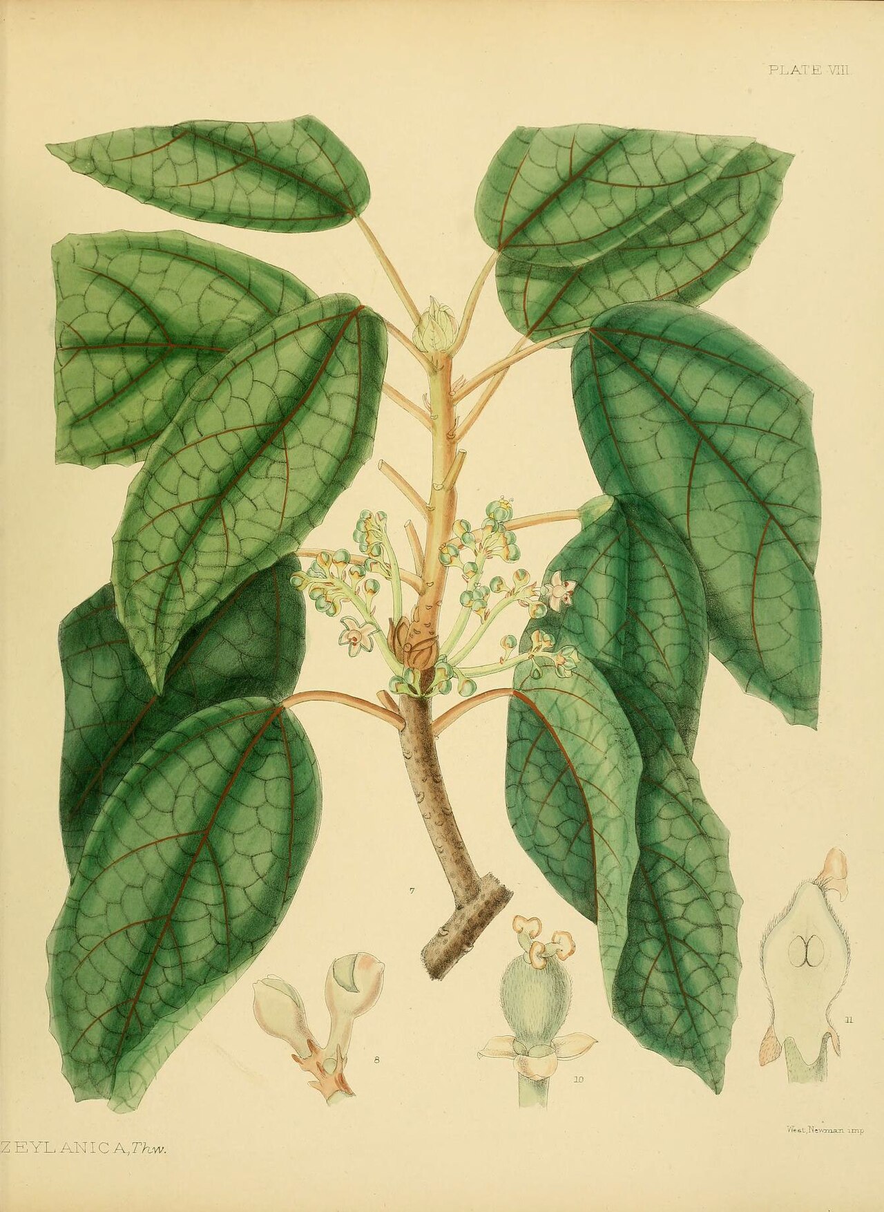 Trichadenia zeylanica