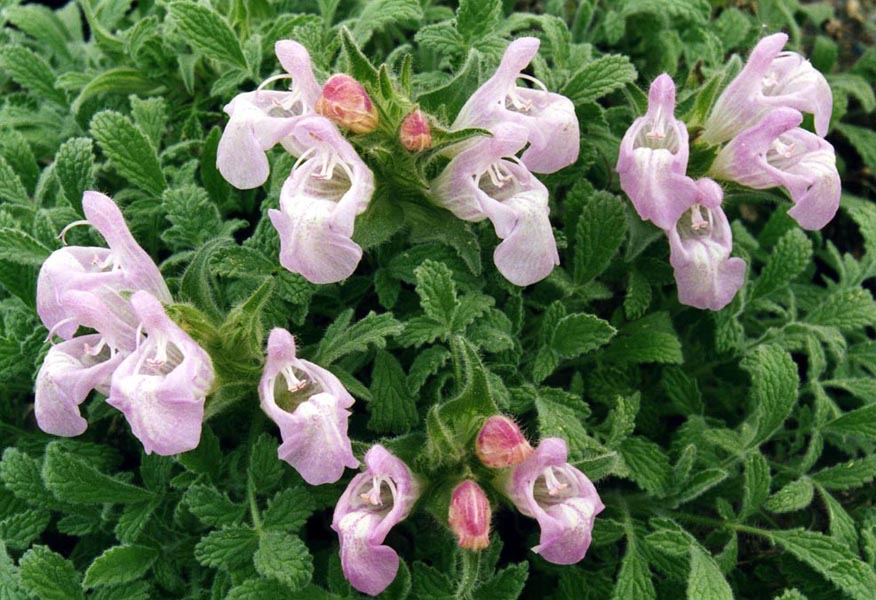 Salvia caespitosa