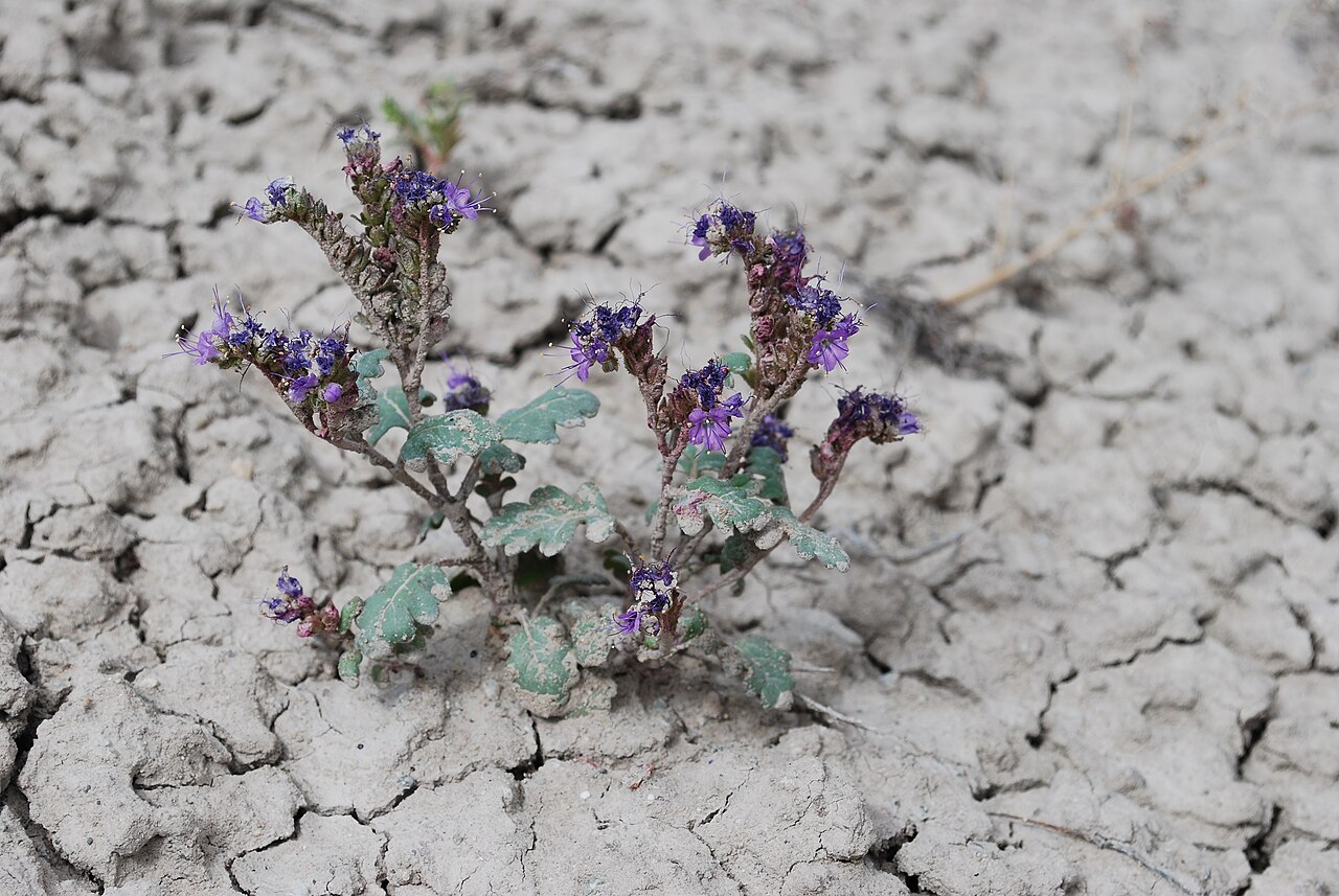 Phacelia gina-glenneae