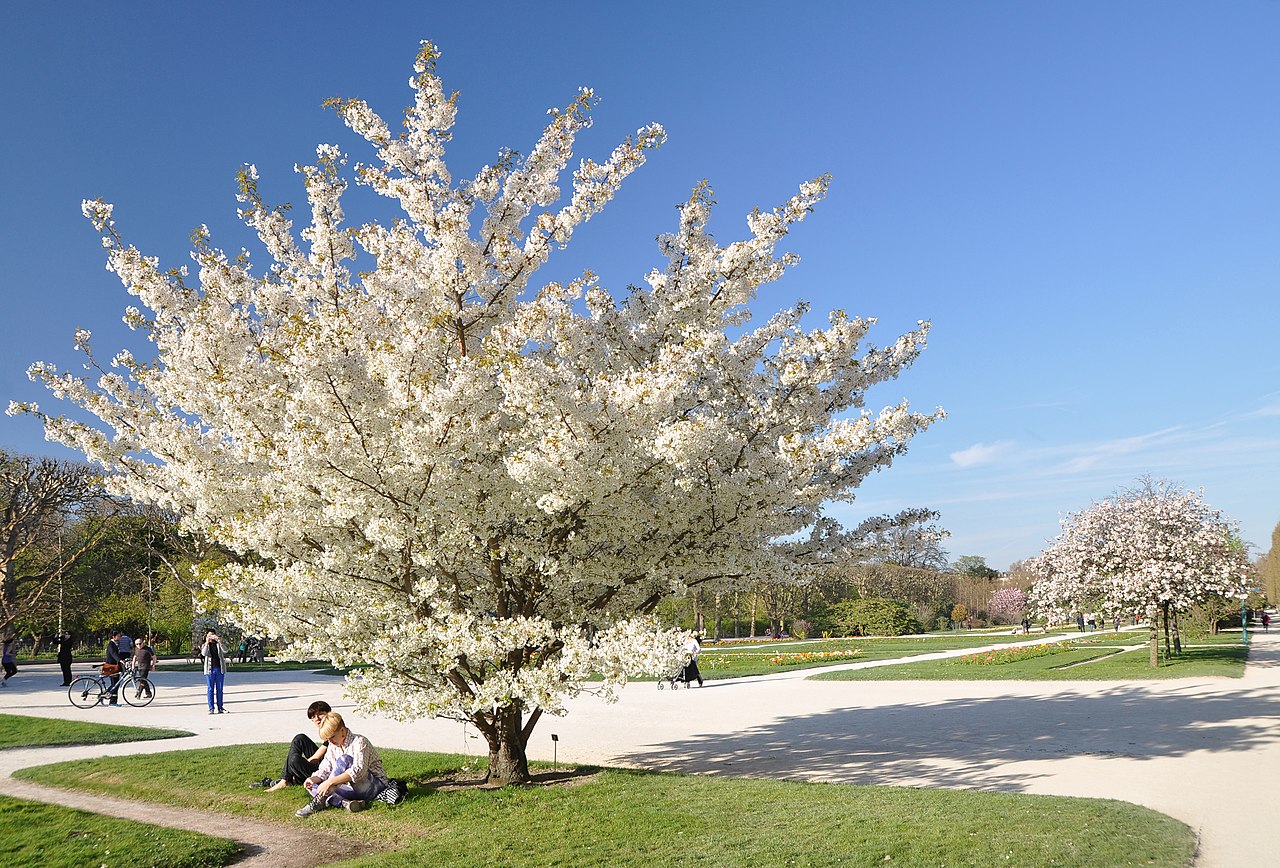 Prunus speciosa