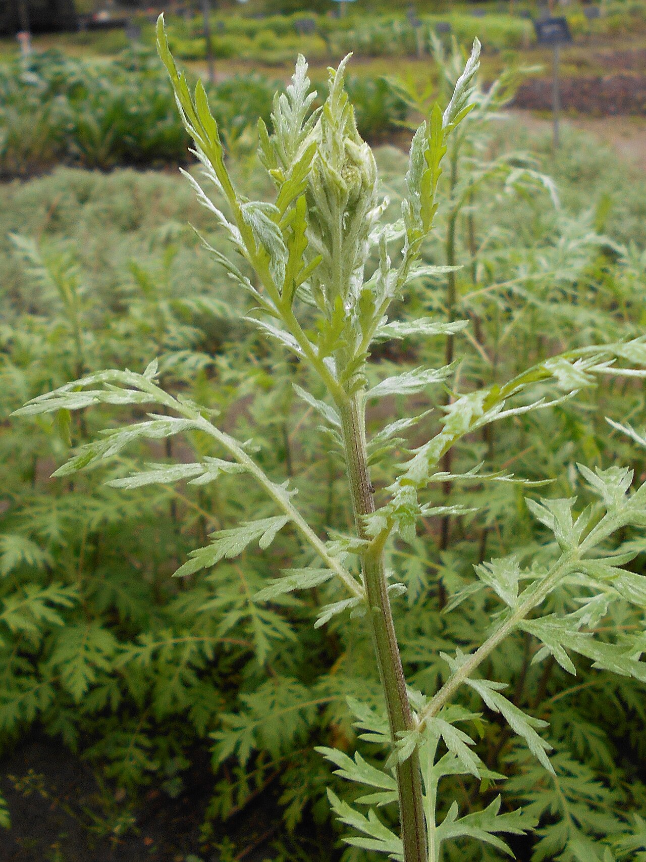Achillea obscura