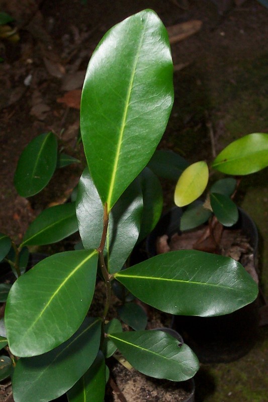Diospyros australis