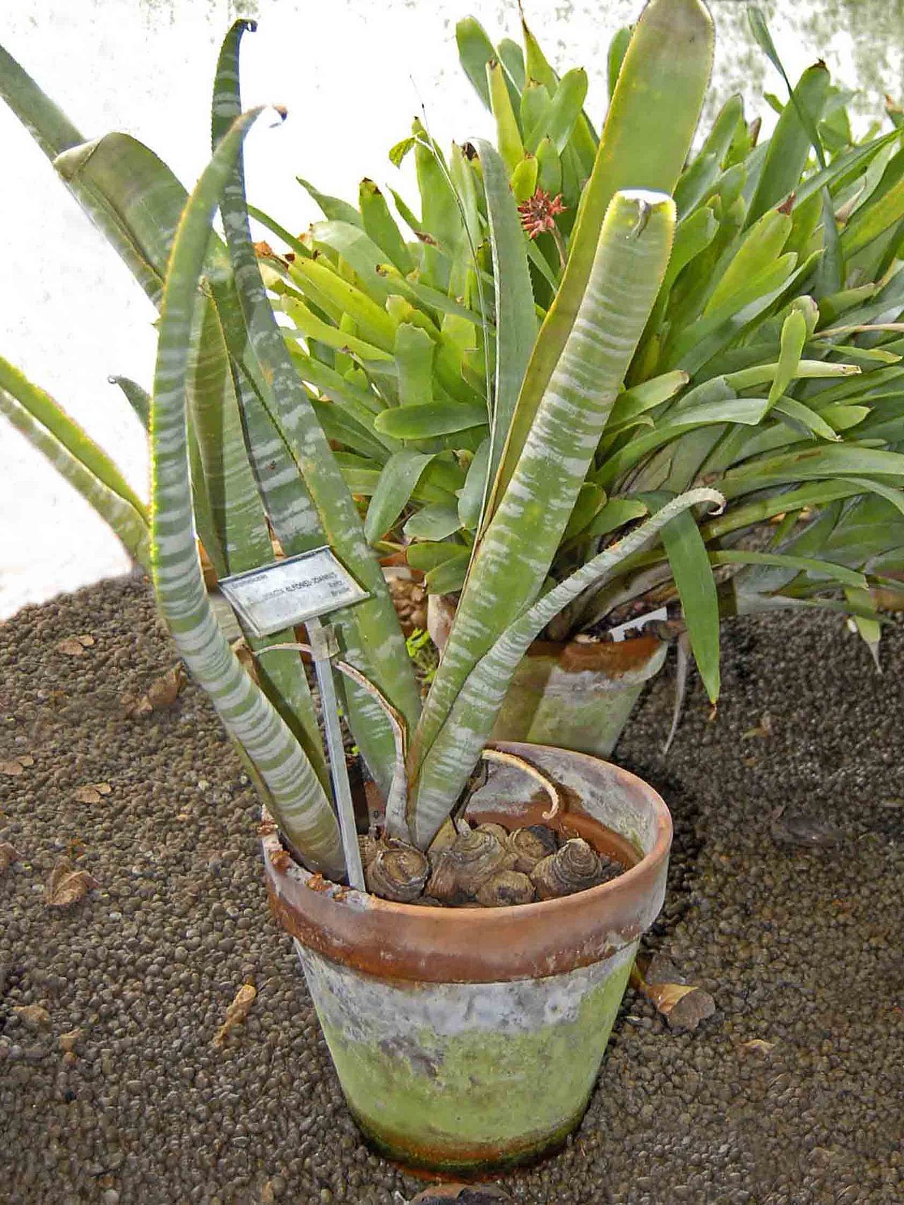 Billbergia alfonsi-joannis