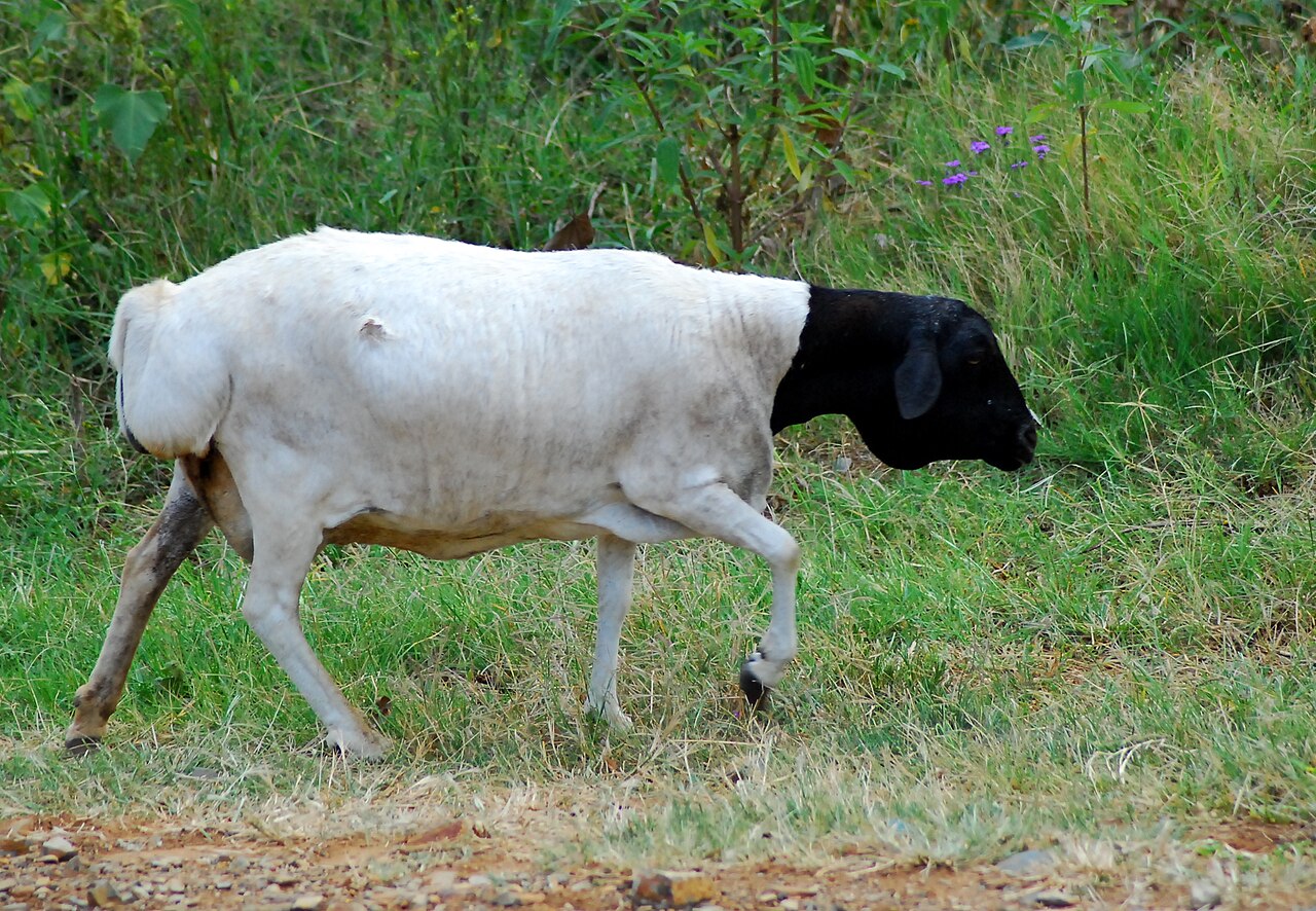Blackhead Persian