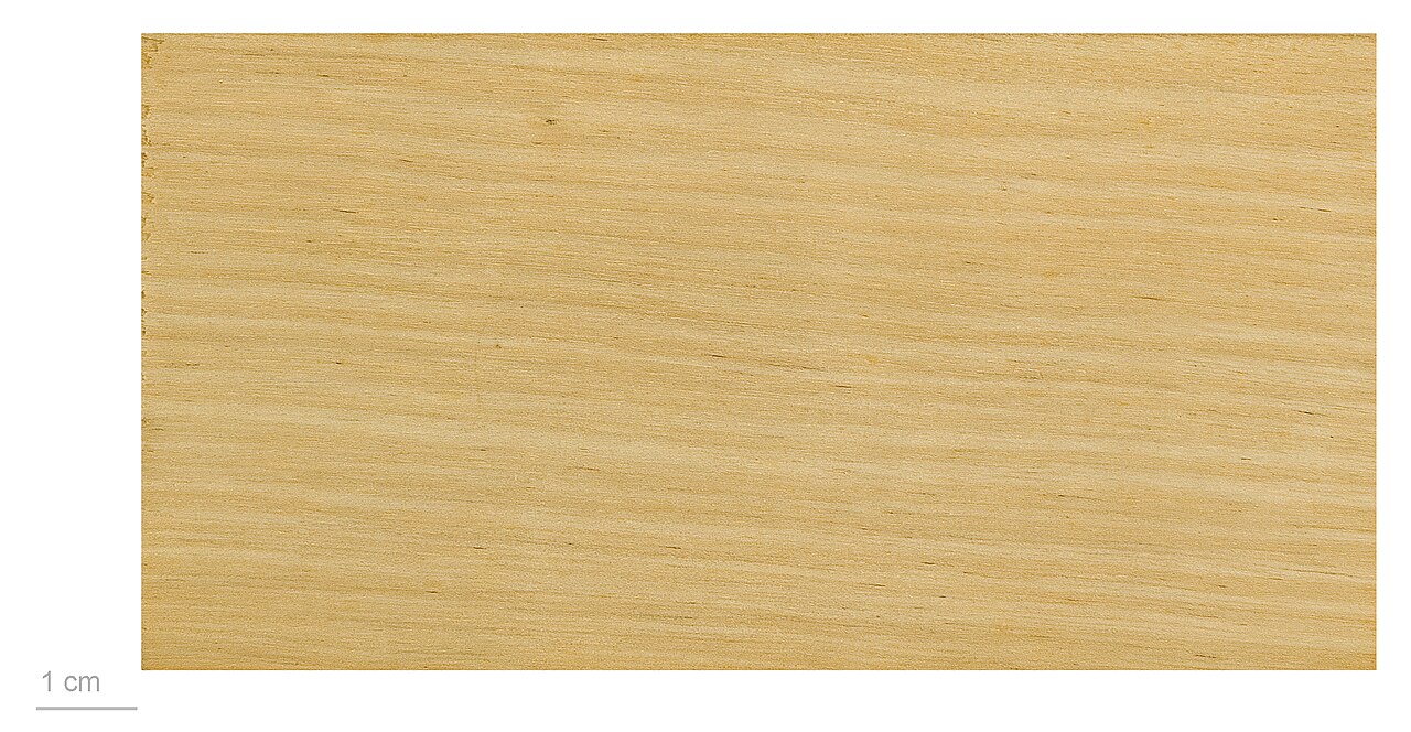 Cerberiopsis