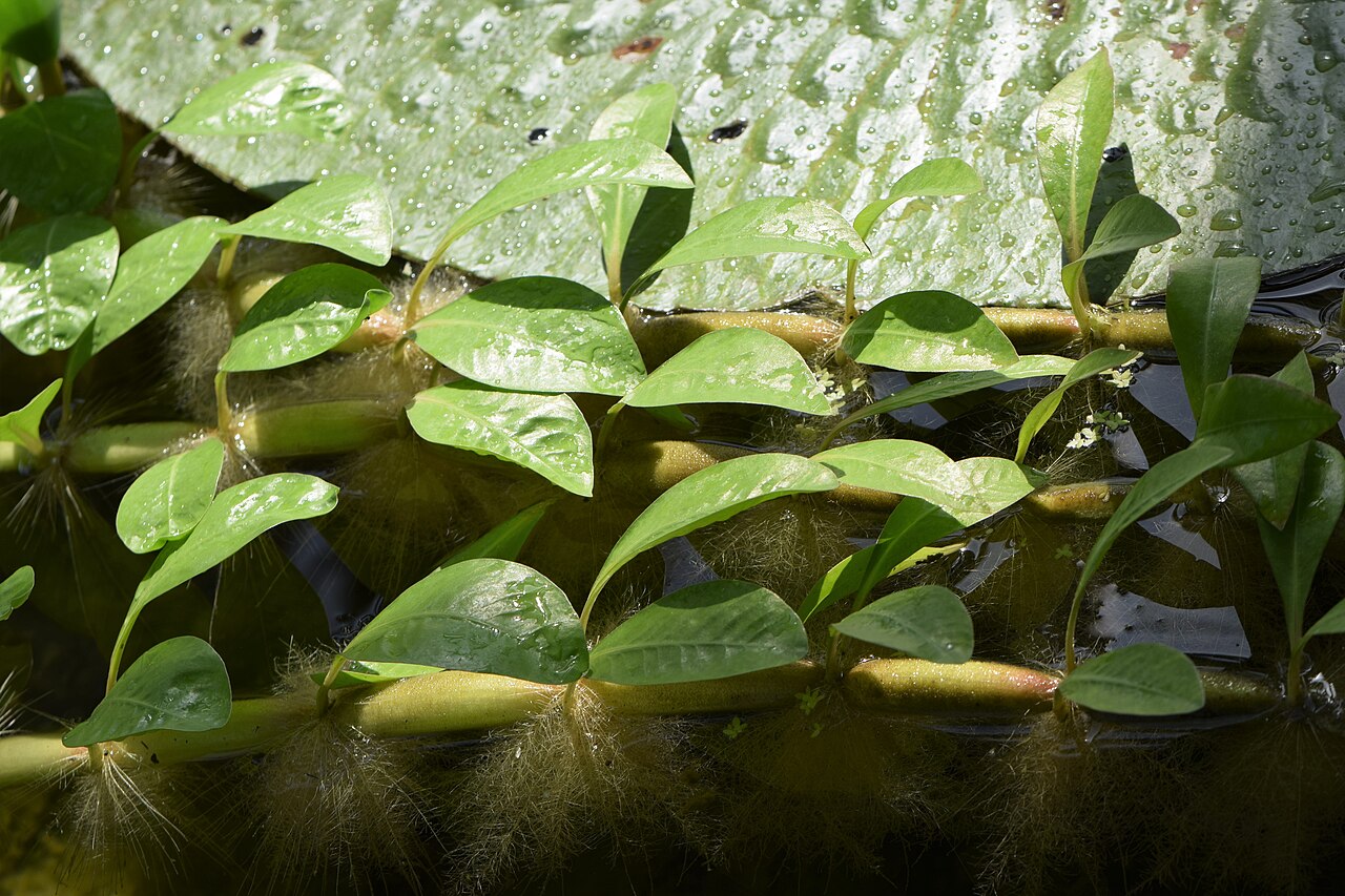 Alternanthera hassleriana