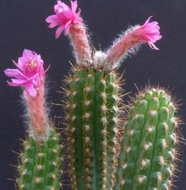 Borzicactus hutchisonii