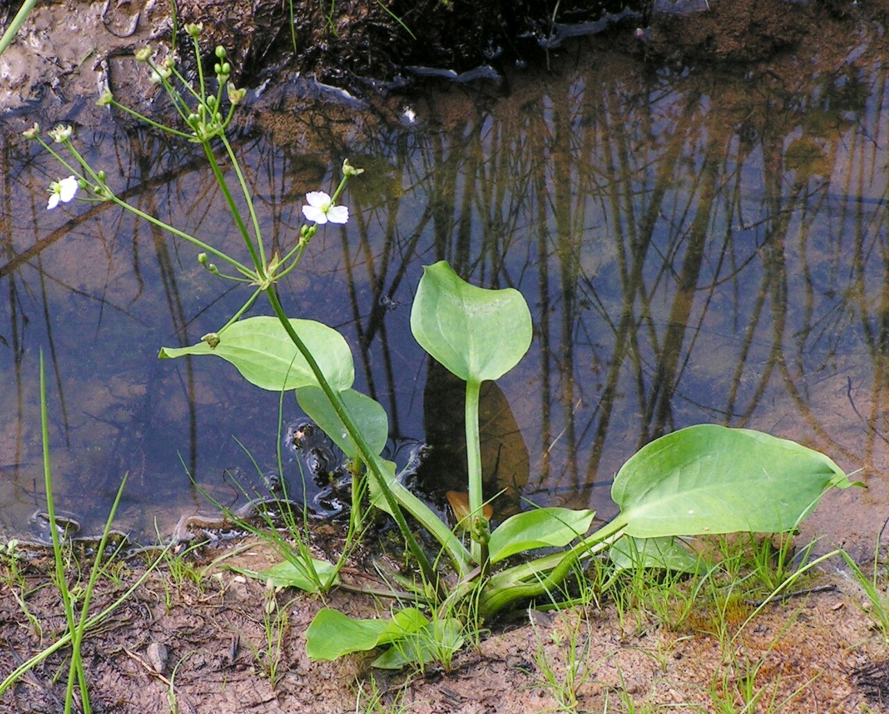 Alisma cordifolium