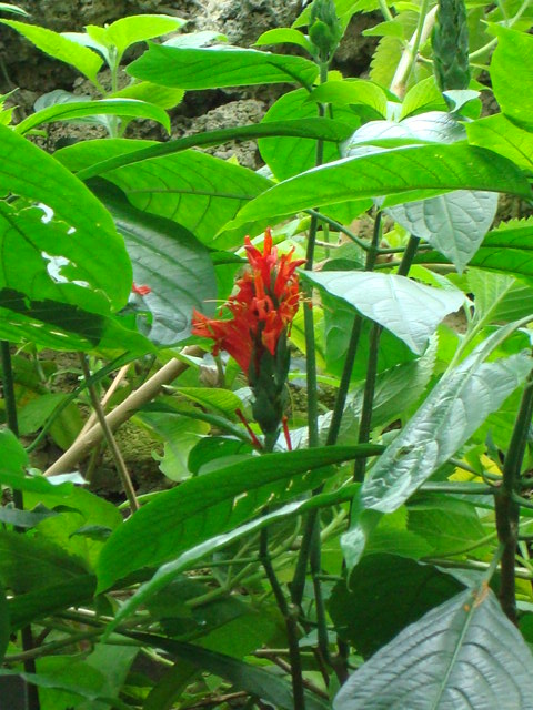 Pachystachys coccinea