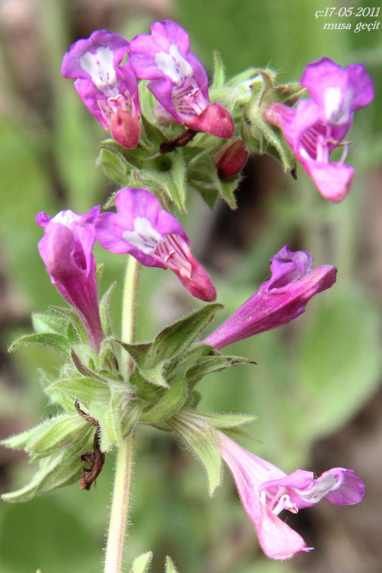 Salvia bracteata
