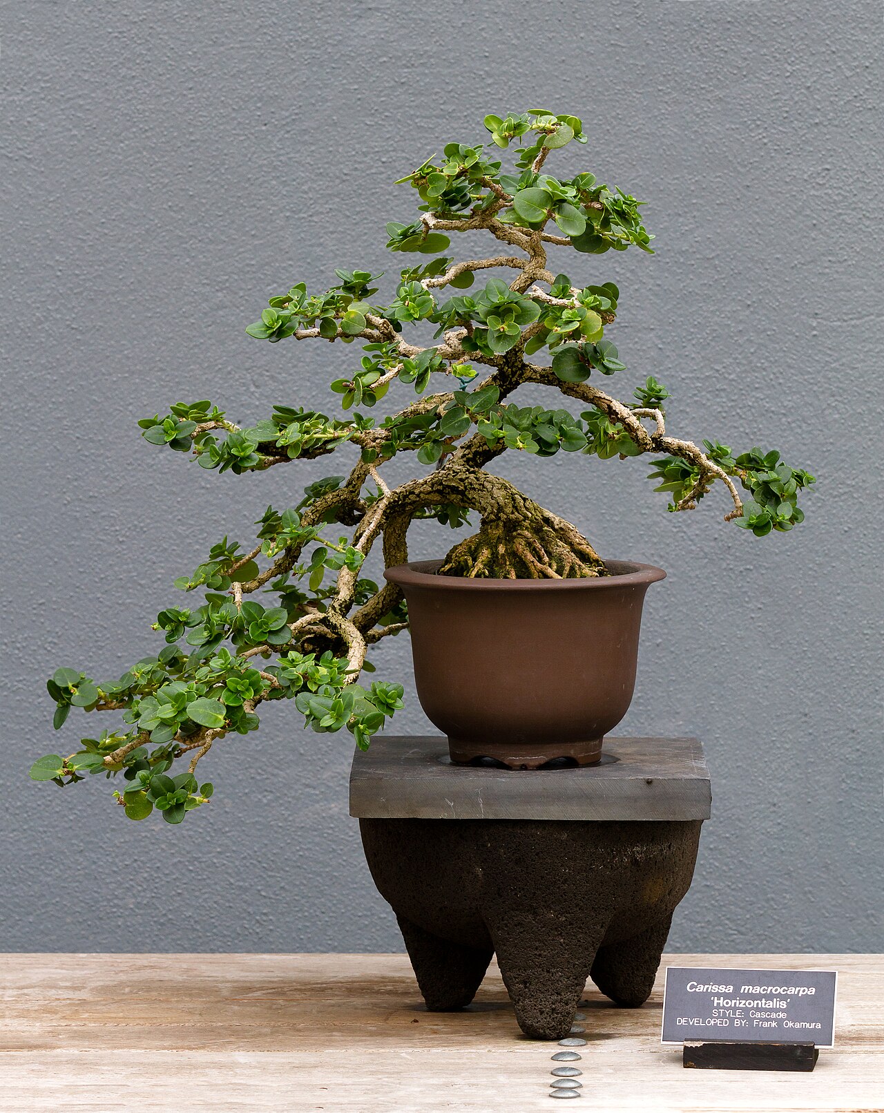 Carissa macrocarpa