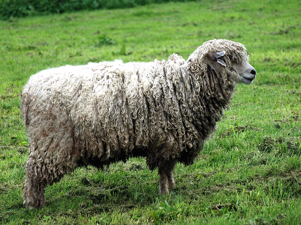 Leicester Longwool
