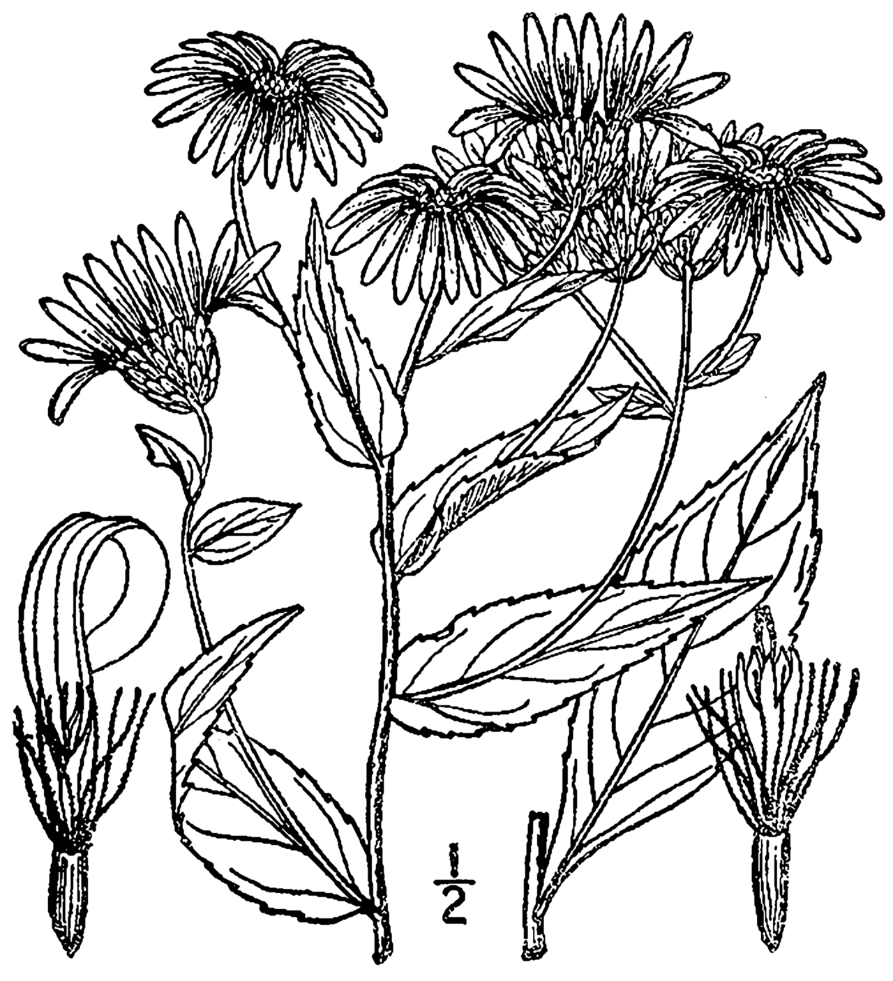 Low rough aster or rough wood aster