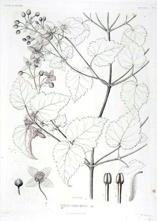 Clematis hirsuta