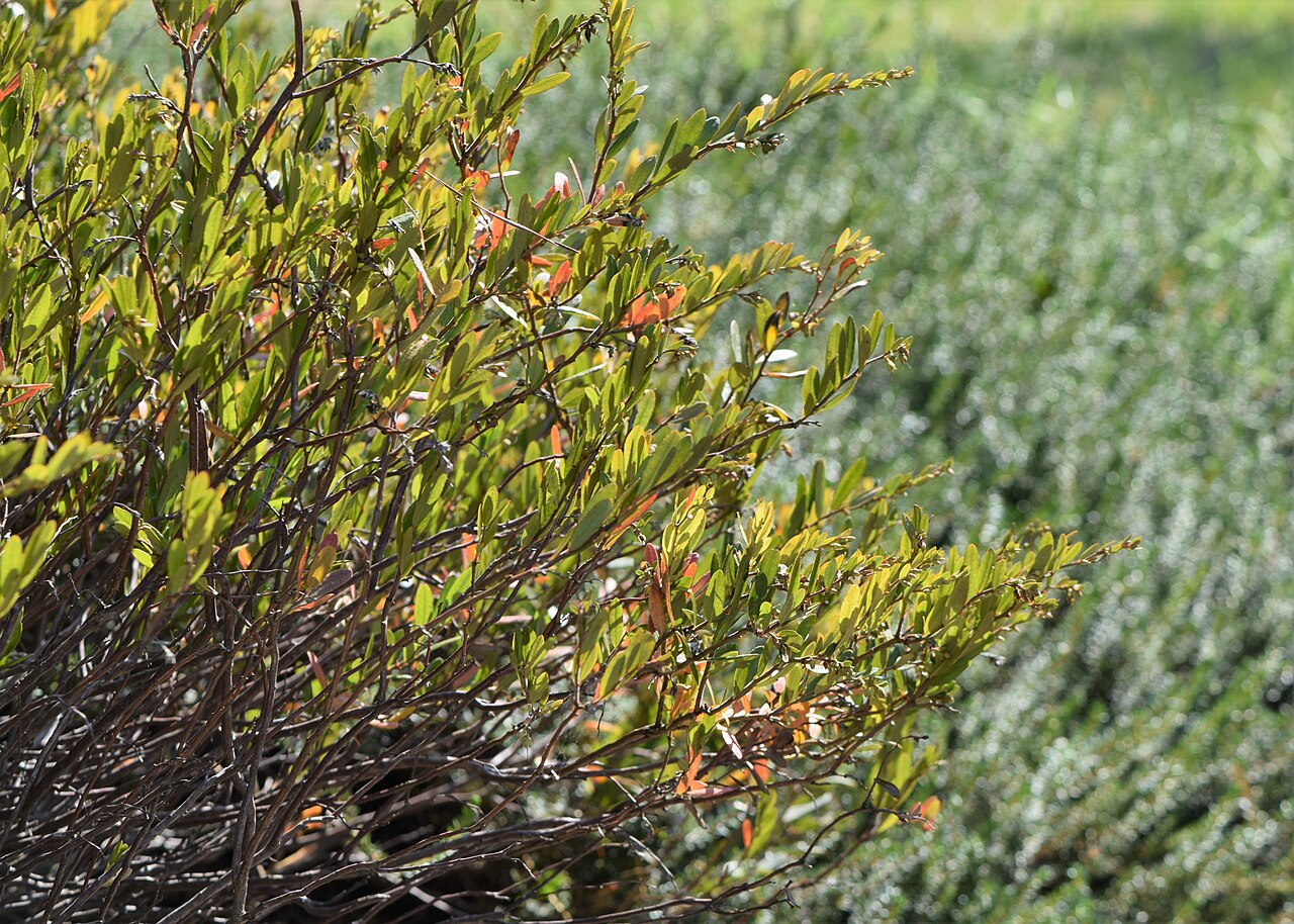 Chamaedaphne calyculata
