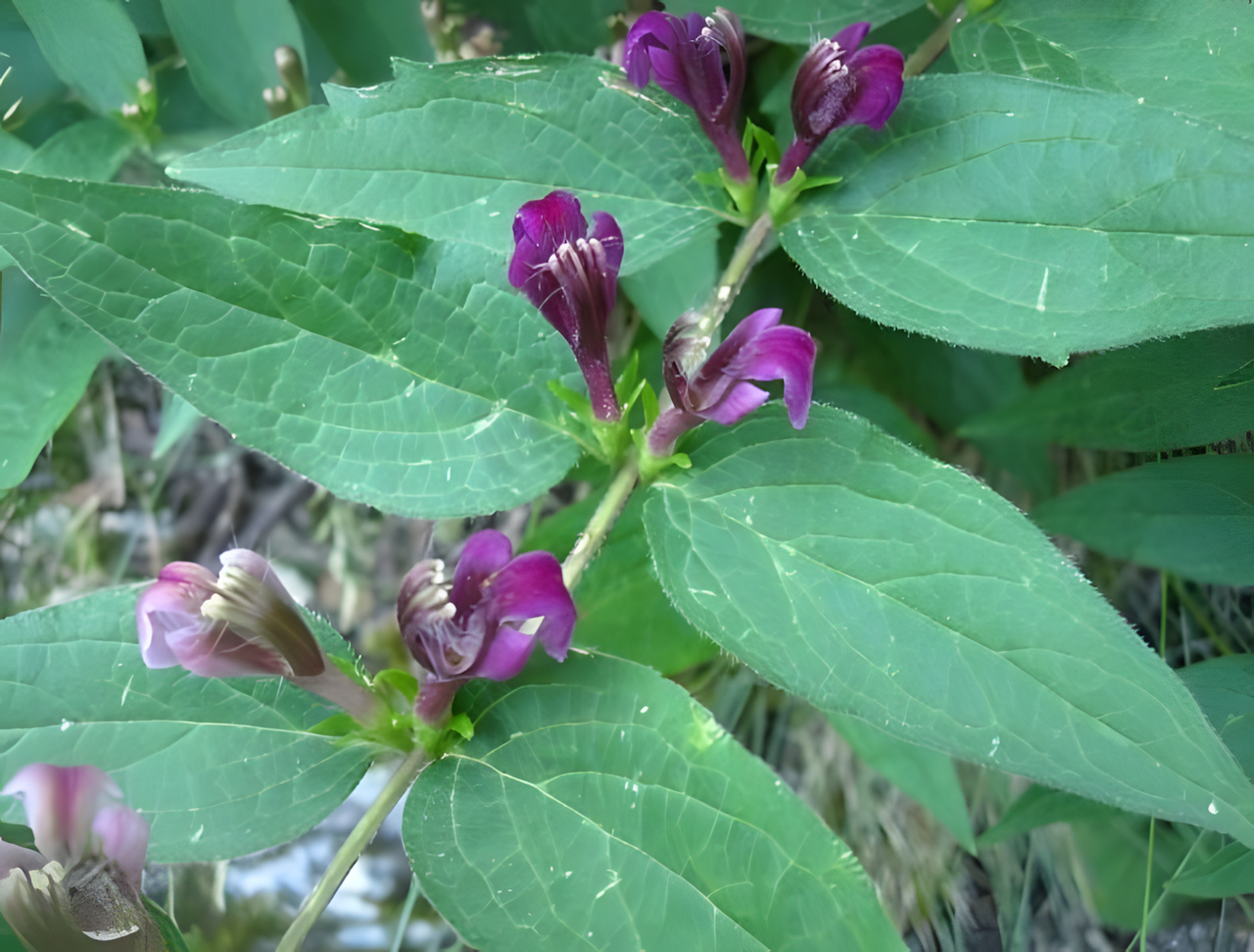 Ajuga postii