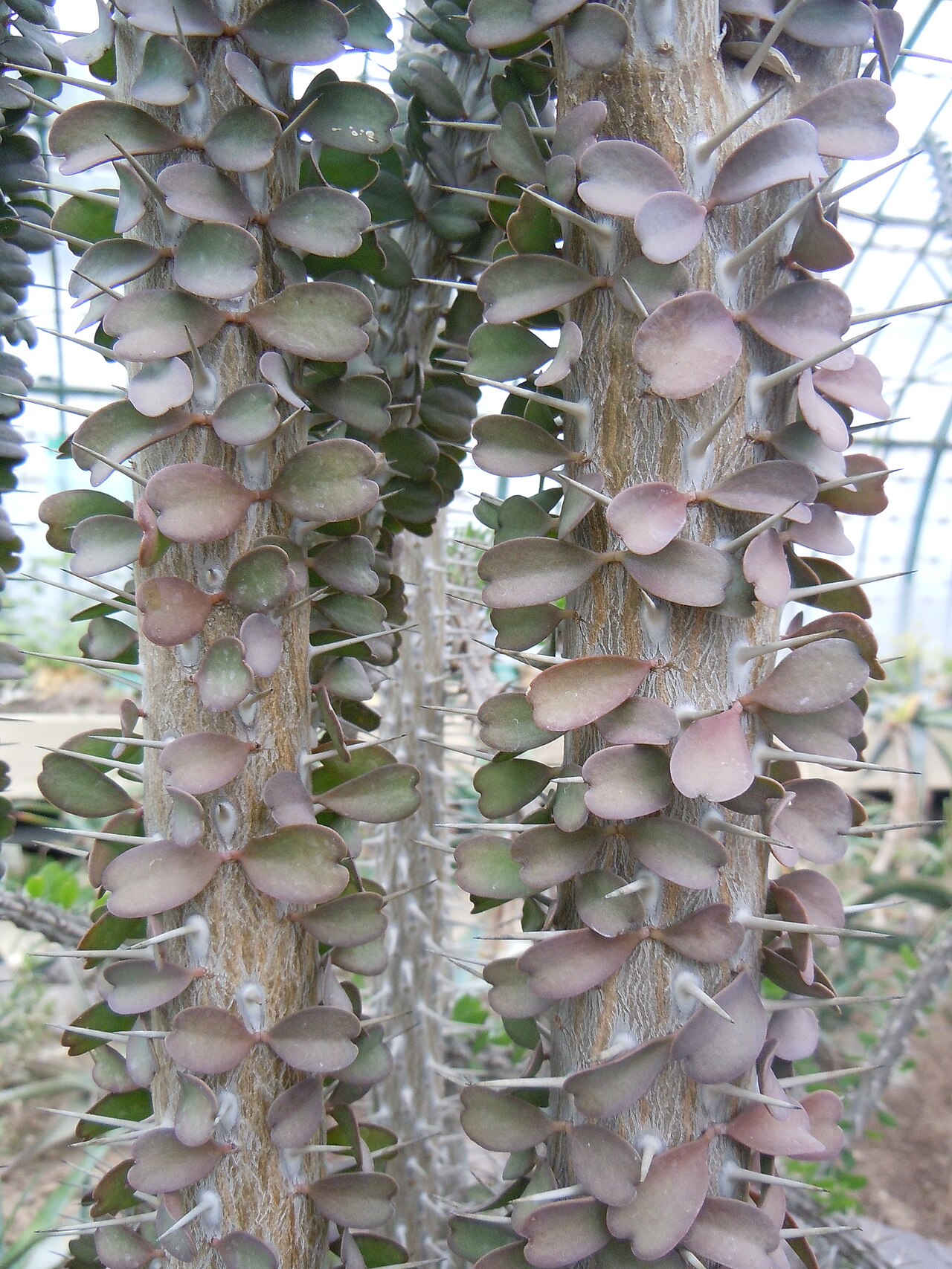 Alluaudia ascendens