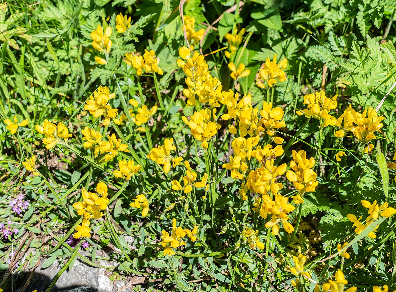 Genista sagittalis